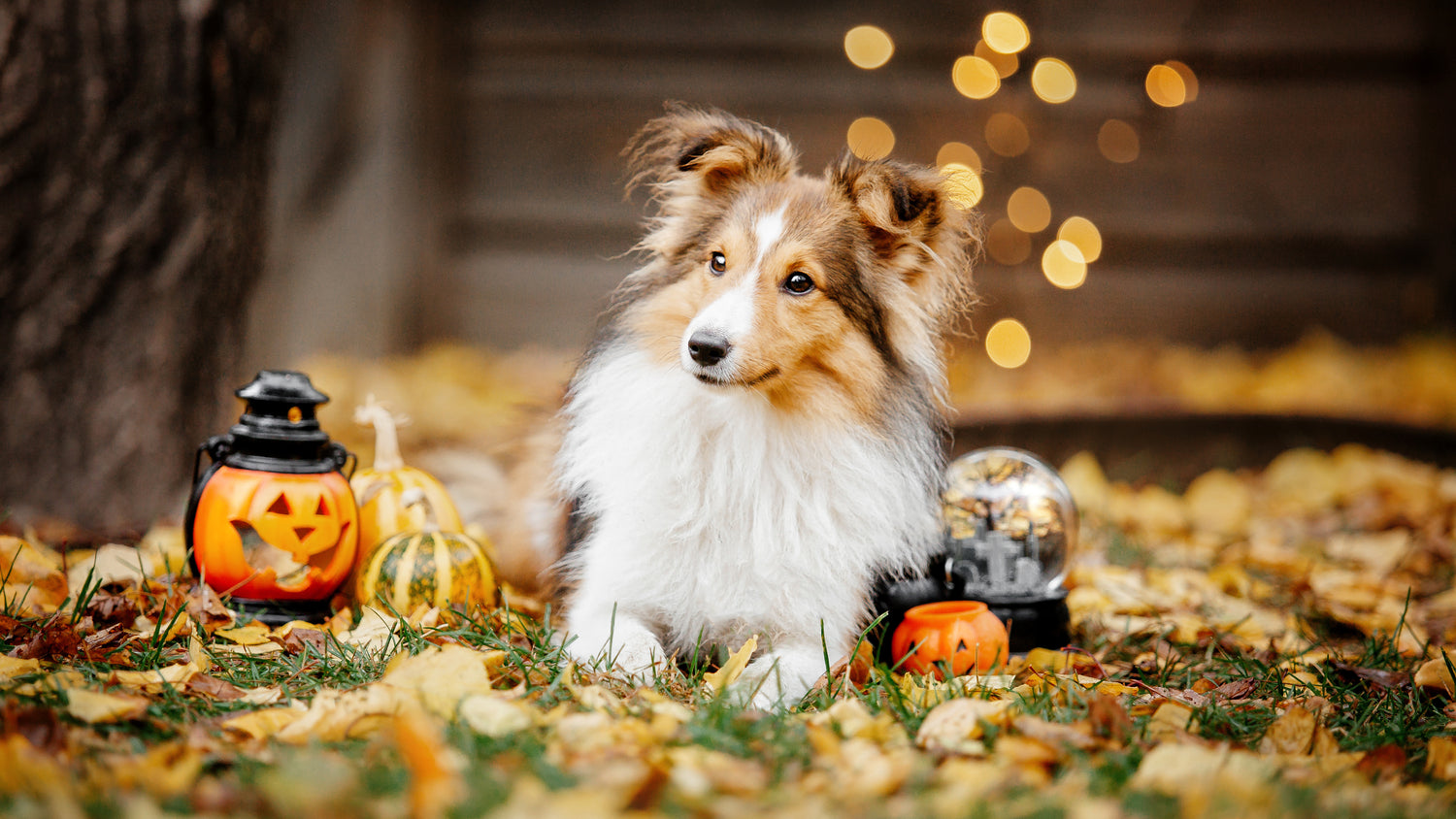 How to Safely Introduce Your Dog to Trick-or-Treaters