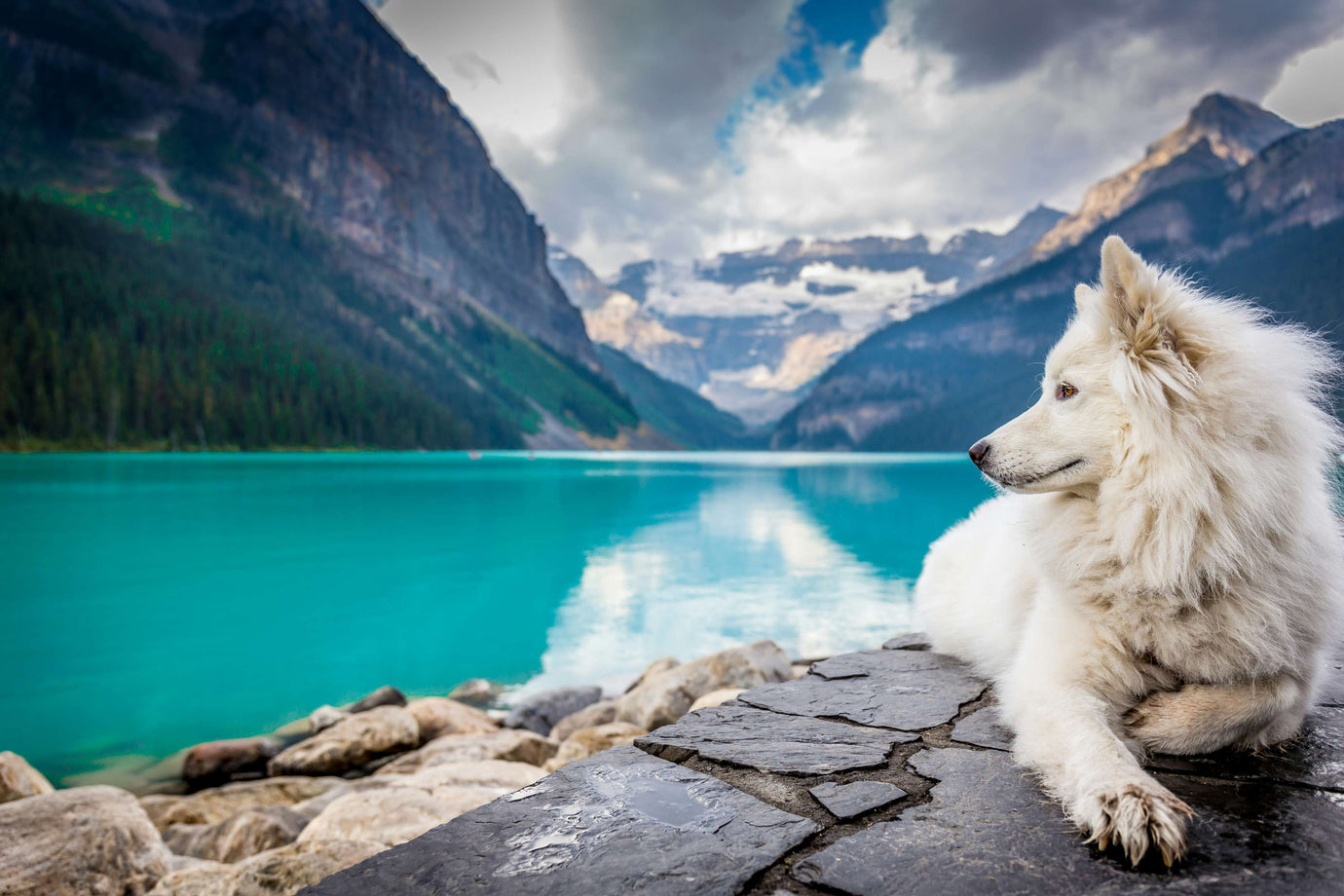 Embarking on Adventures: The Ultimate Guide to Traveling with Dogs