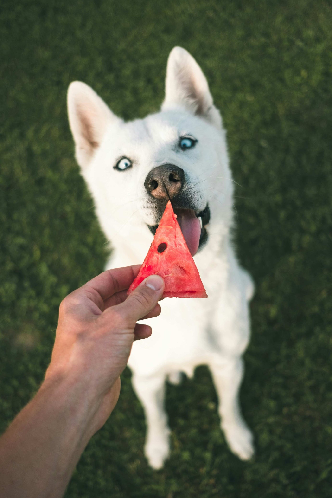Happy Siberian Husky with bright blue eyes enjoying a juicy watermelon treat on a sunny day, highlighting healthy snacks for dogs by 2Kings