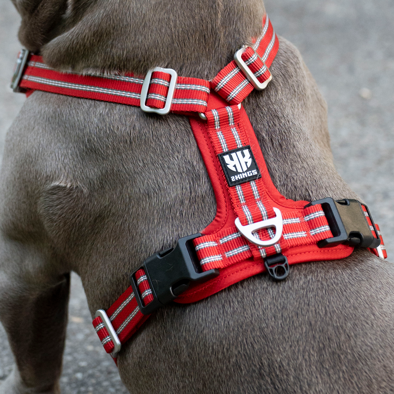 Unlock the Secret to Blissful Walks: A Dog Owner's Guide to the Perfect Harness