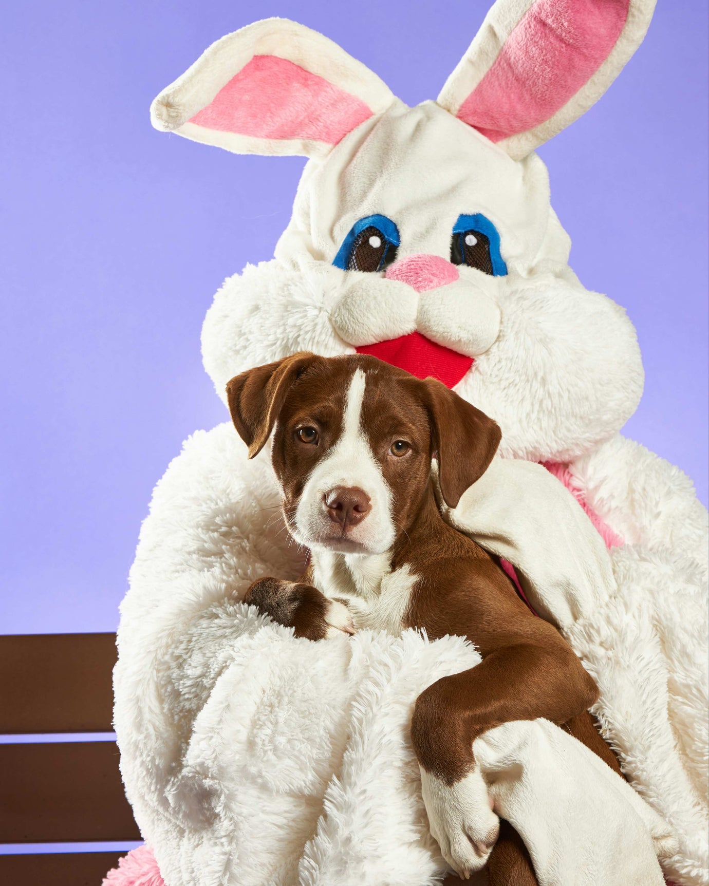 A brown and white dog snuggled in the arms of a person dressed as the Easter Bunny, representing the festive spirit at 2Kings' celebration of pets during the Easter holiday.