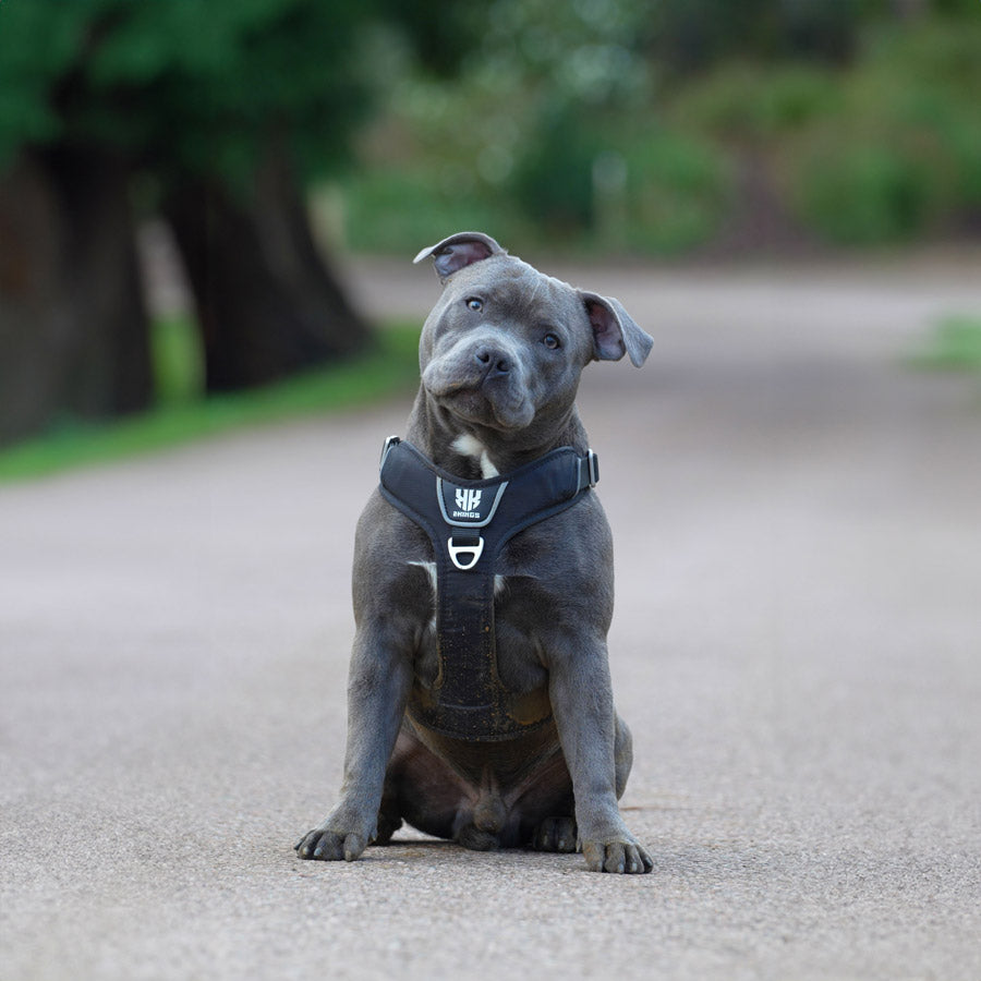 Dog wearing a black padded, adjustable, and waterproof dog harness with a top handle, ideal for safe and comfortable walks.