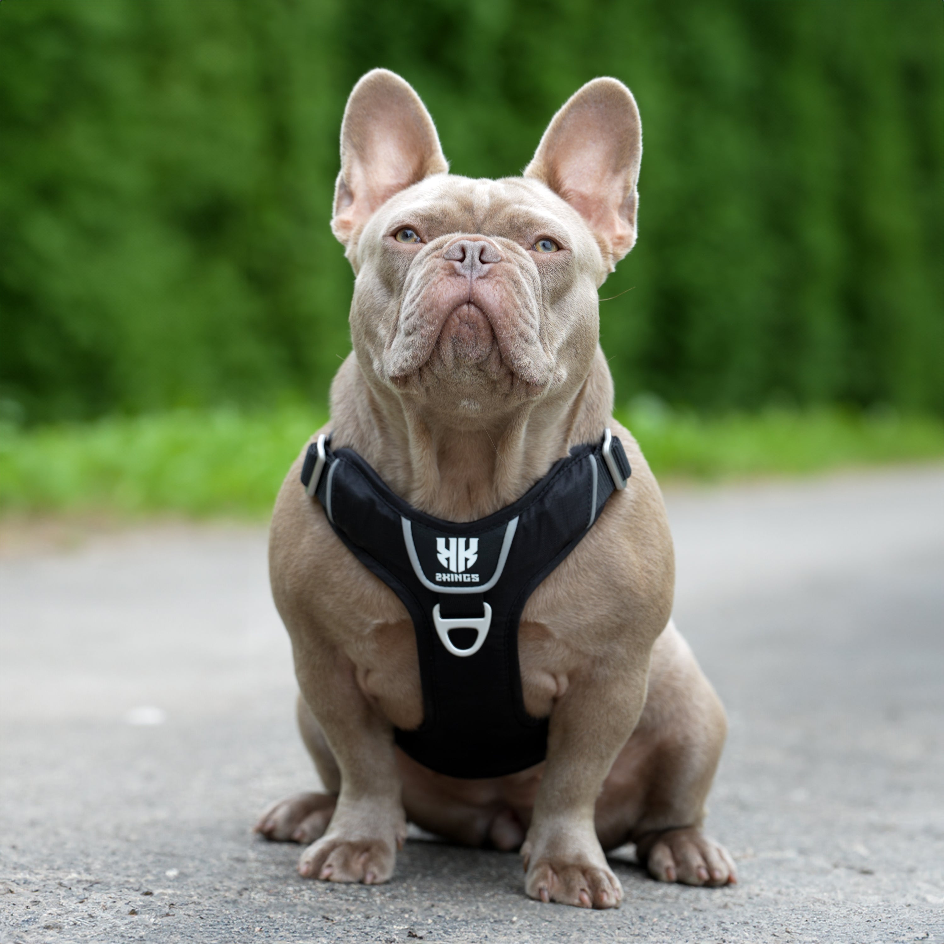 Comfort Dog Harness & Double Grip Lead Set - Padded & Waterproof with Top Handle - Black.