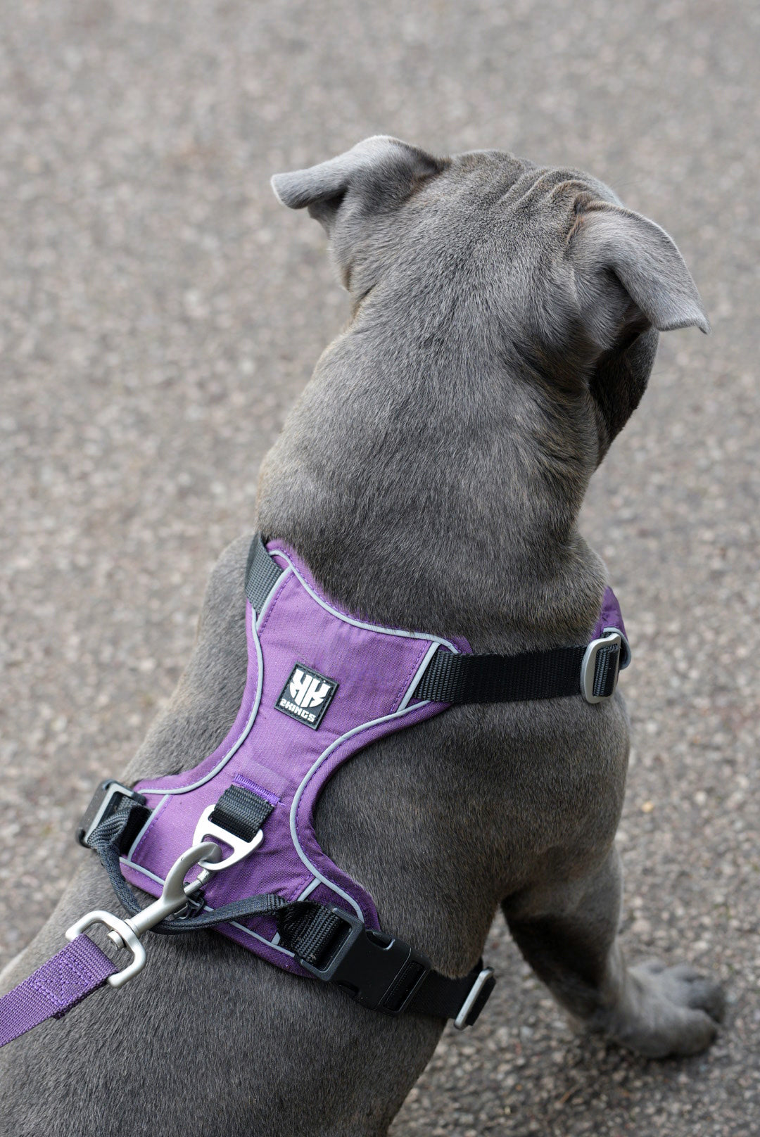 Back view of a dog wearing a purple comfort harness, showcasing the harness's adjustable straps and ergonomic design for a secure and comfortable fit.
