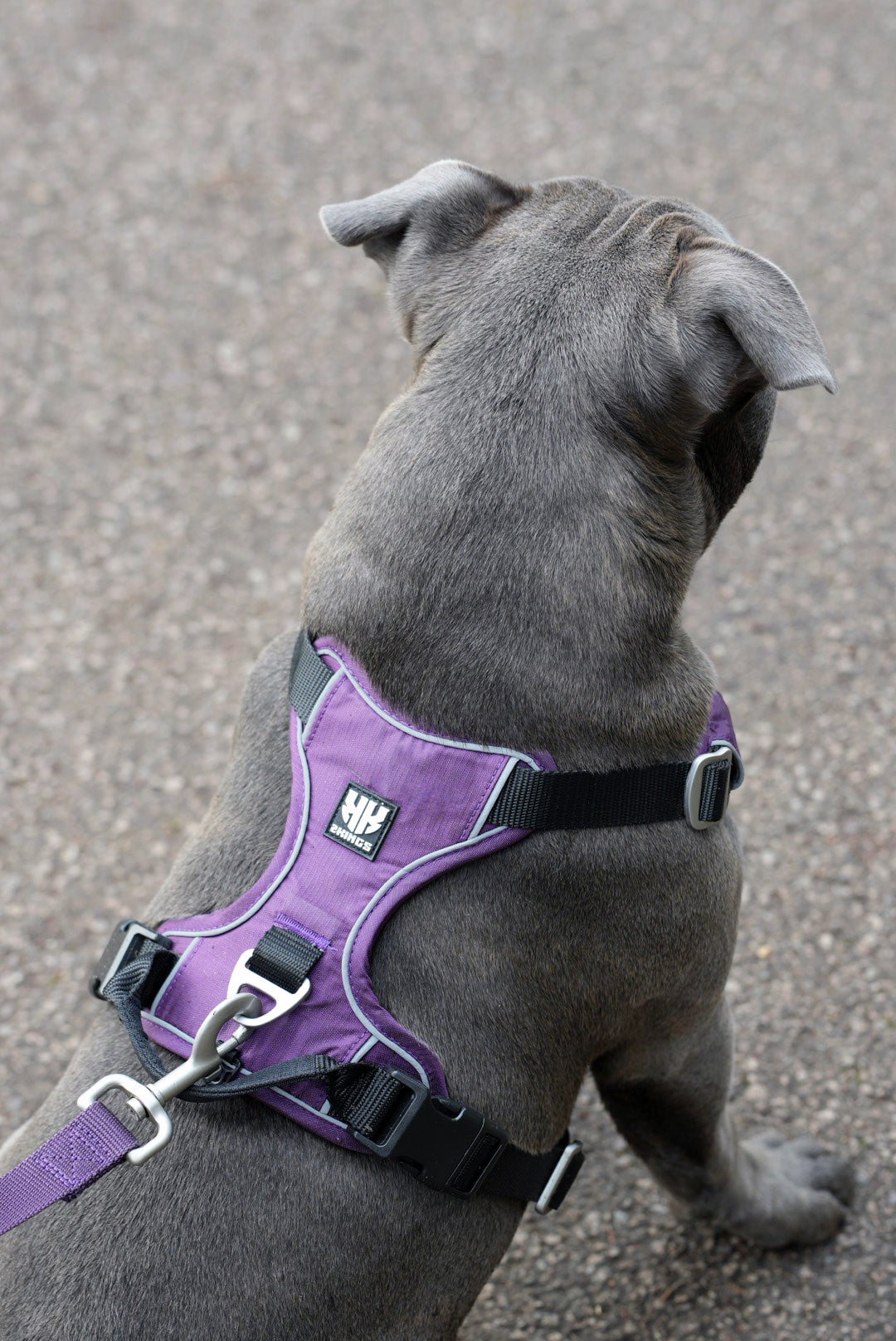 Comfort Dog Harness & Double Grip Lead Set - Padded & Waterproof with Top Handle - Purple.