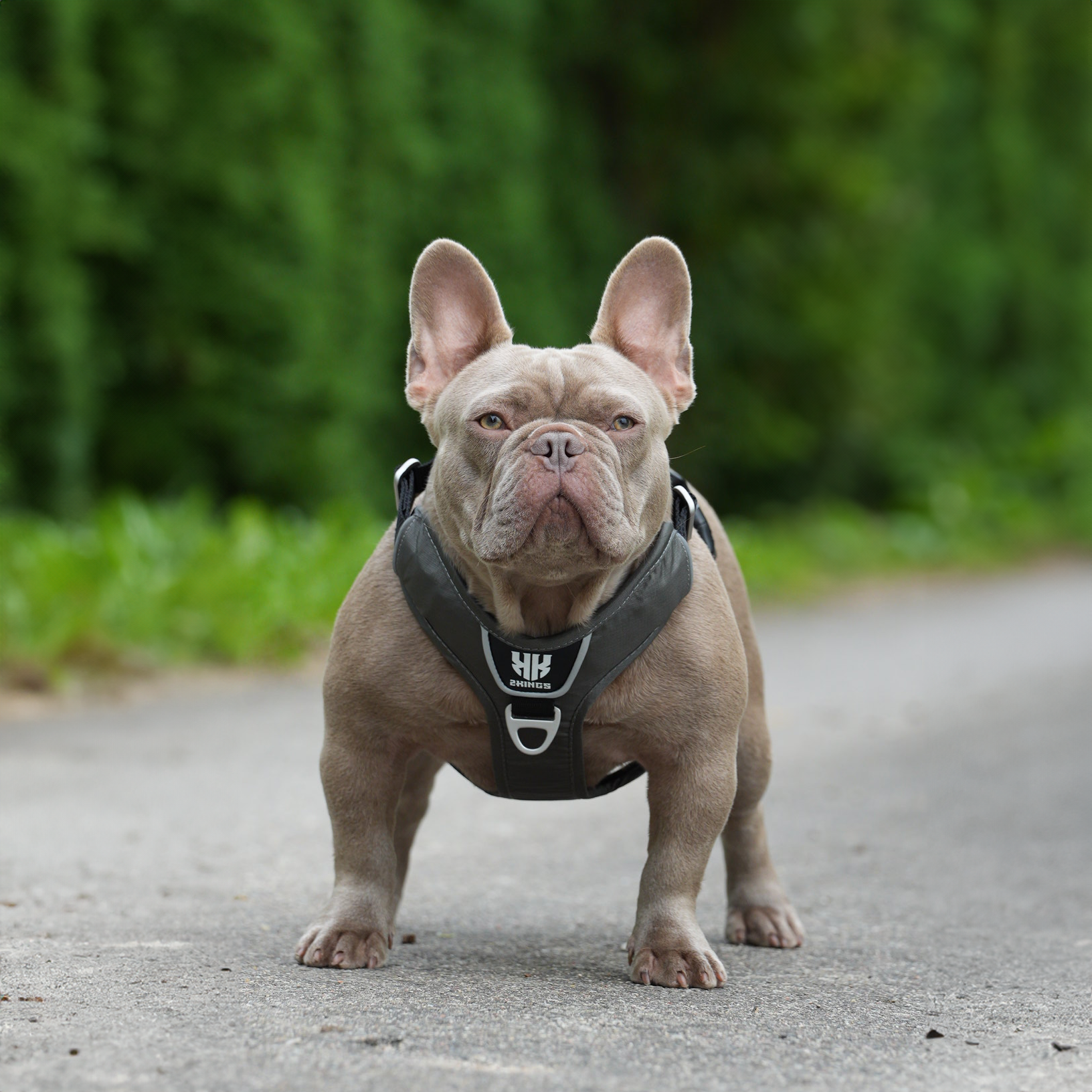 Comfort Dog Harness & Classic Lead Set - Waterproof with Top Handle - Grey.