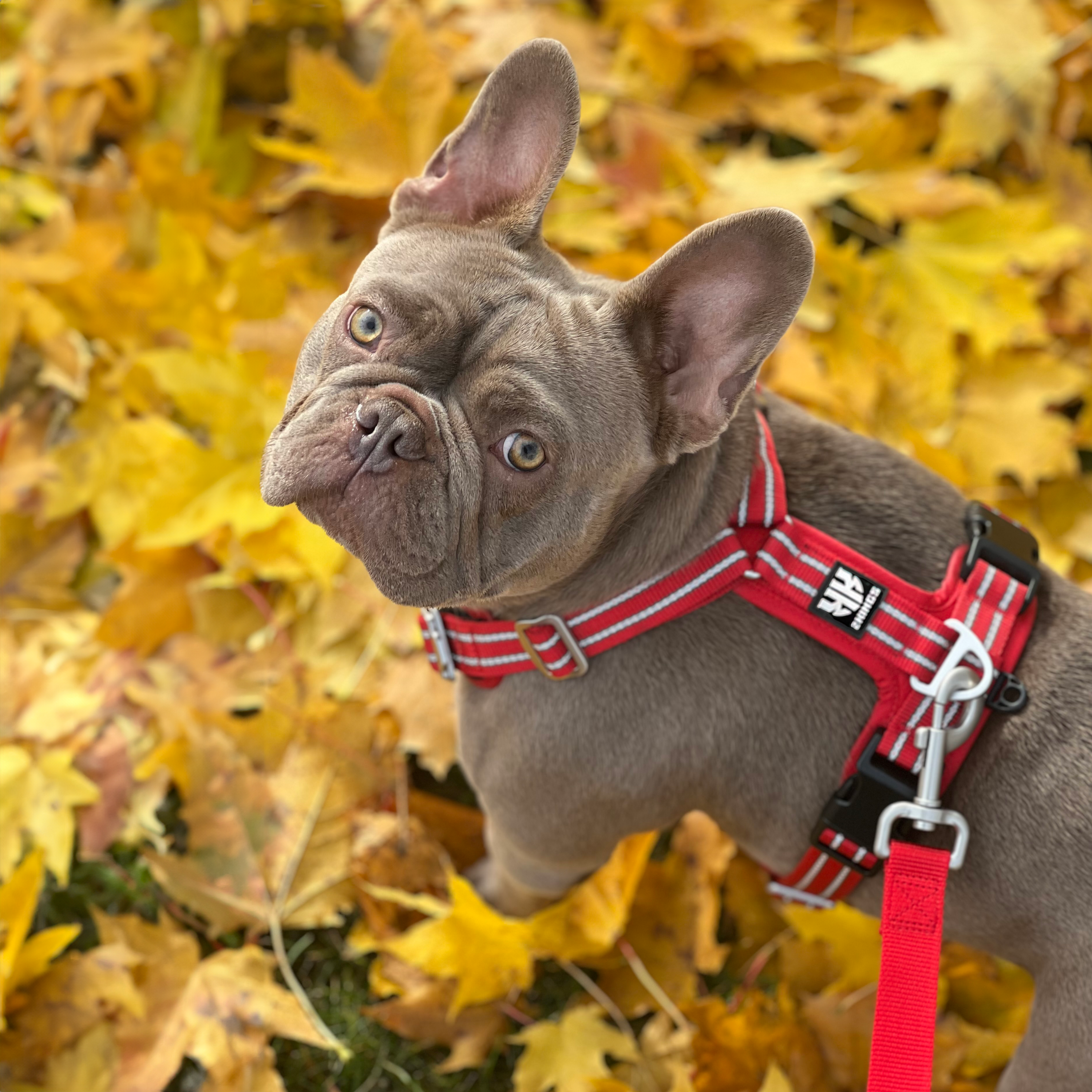 Adjustable Dog Harness with Double-Handed Lead Set - Lightweight & Reflective - Red.