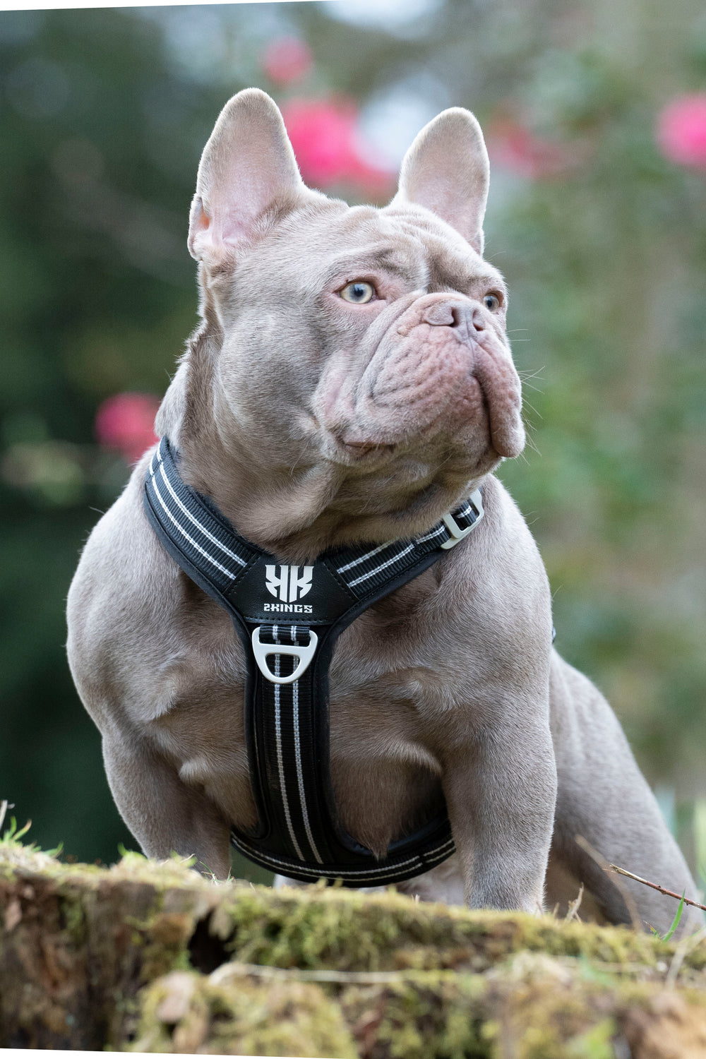 Adjustable Dog Harness & Classic Lead Set- Reflective & Lightweight - Black.