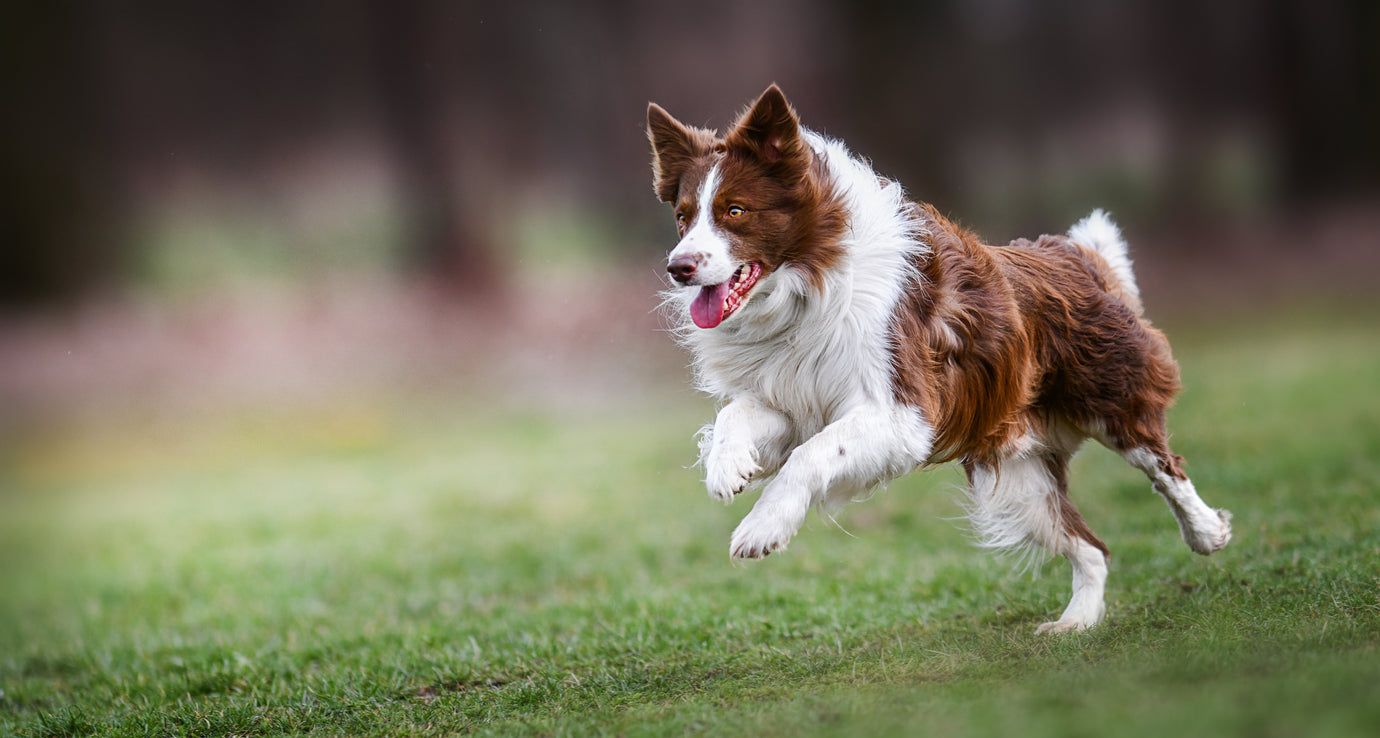 The Ultimate Guide to Choosing the Right Dog Harness and Leash for Your Furry Friend