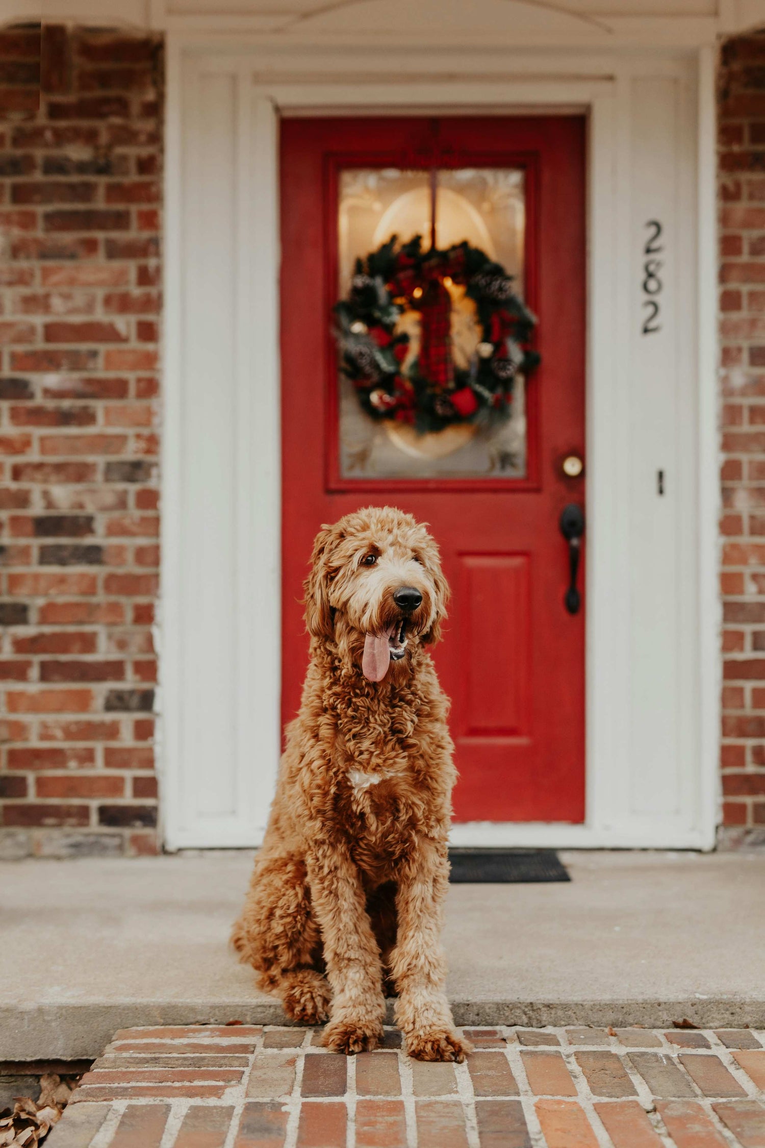 Ensuring Your Dog's Happiness and Safety When Home Alone