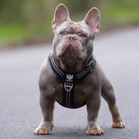 Dog wearing black adjustable dog harness with reflective strips for safety during walks, showcasing a clear, secure fit.