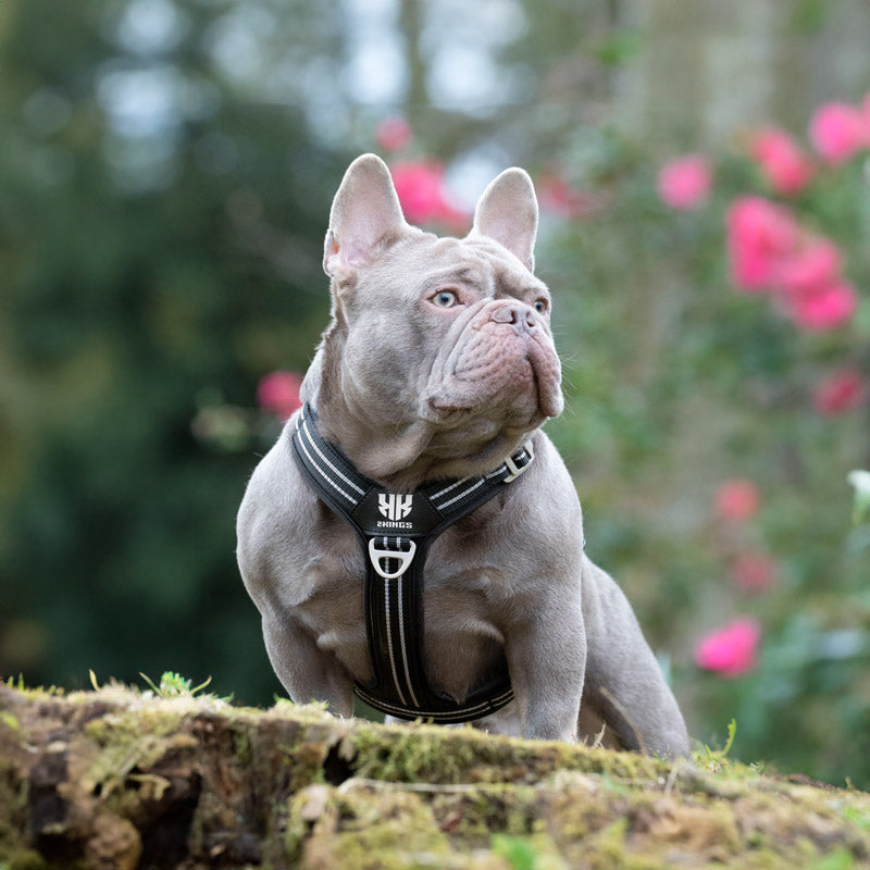 Dog showcasing a black adjustable harness with reflective strips for safety and visibility.