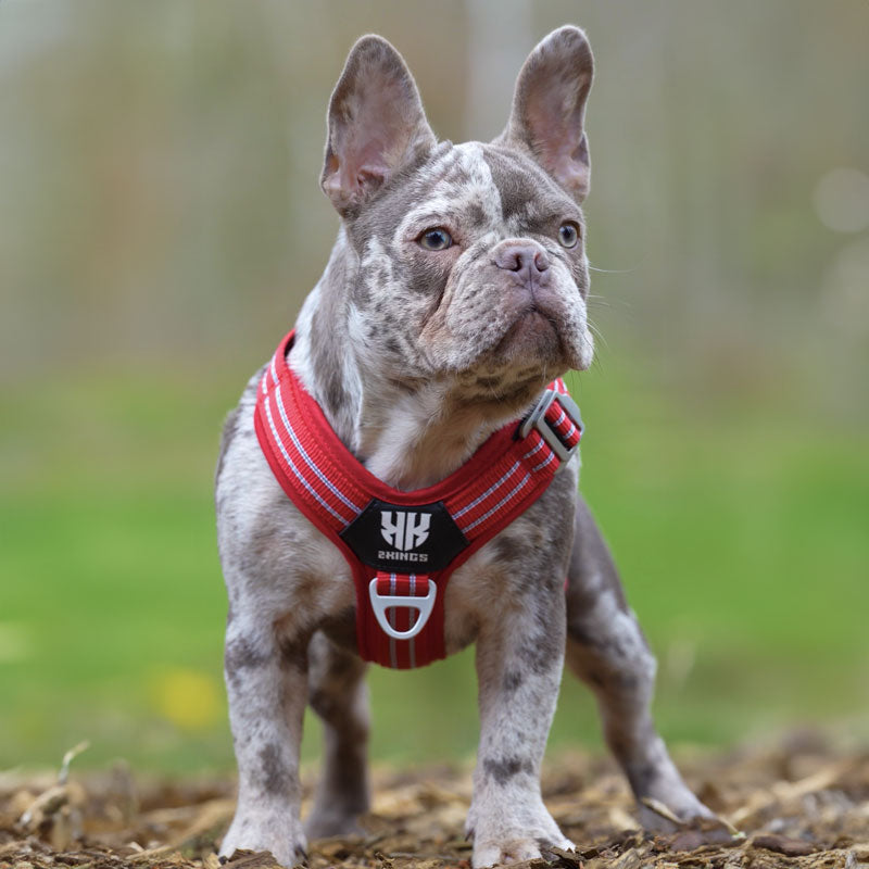 Dog wearing a lightweight, adjustable red harness with reflective strips for safety.