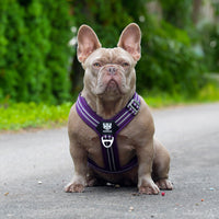 Dog sporting a lightweight, adjustable purple harness with reflective accents for visibility.