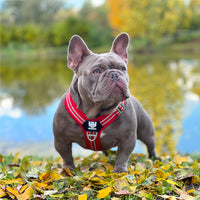 Close-up of a dog sporting an adjustable red harness with reflective safety features.