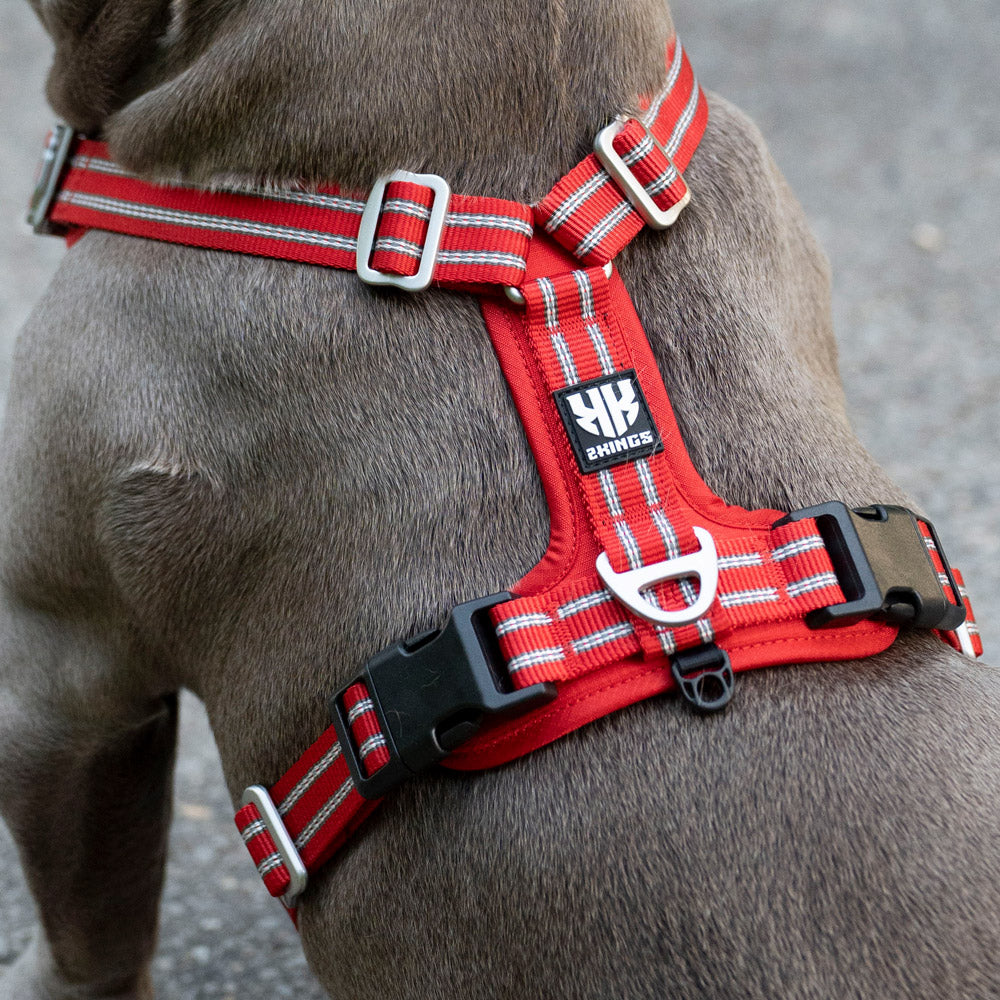 Rear view of a dog showcasing a reflective, lightweight, adjustable harness in red.