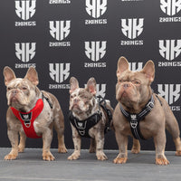 Three dogs showcasing a mix of padded and reflective harnesses, highlighting adjustable, waterproof features for comfort and safety.