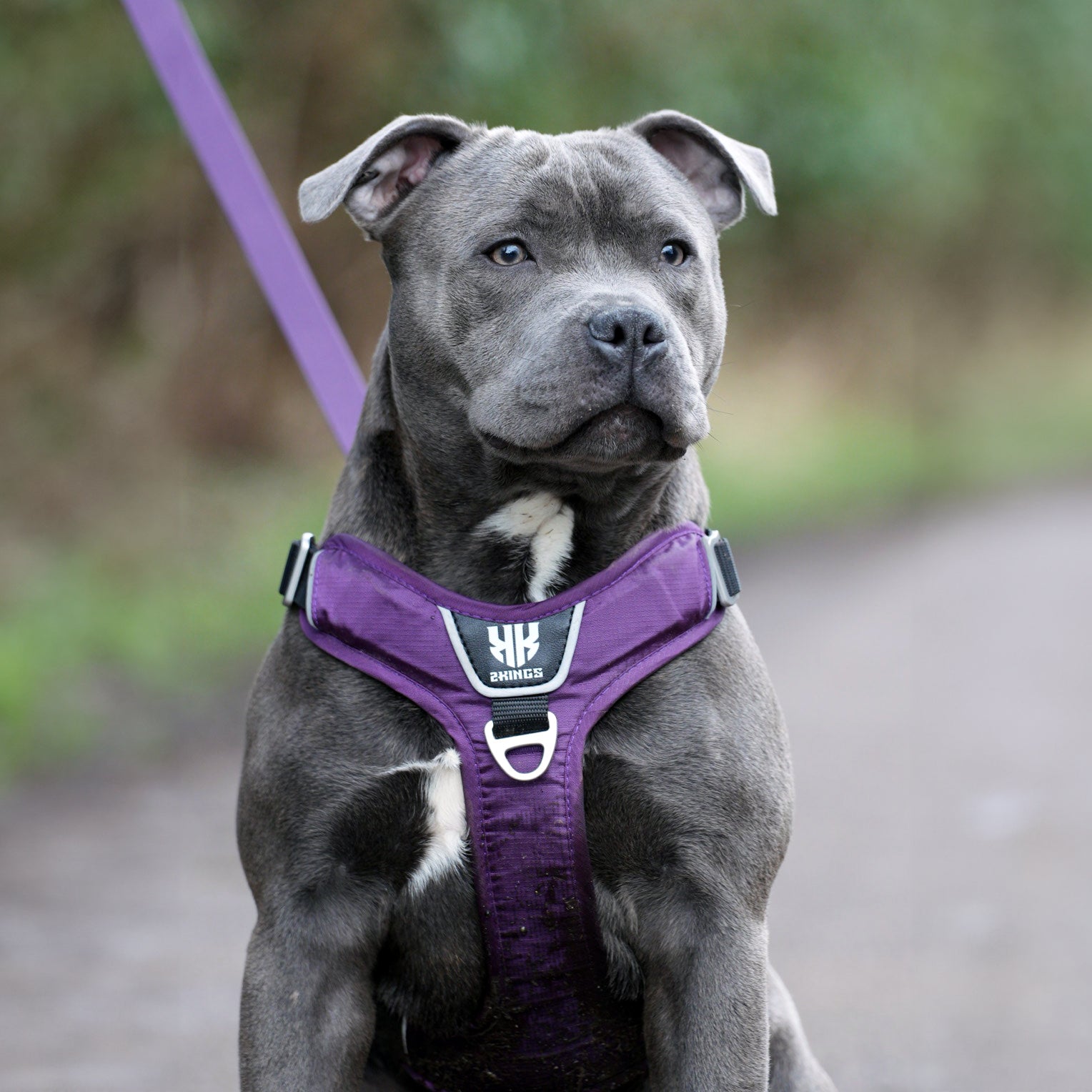 Comfort Dog Harness & Classic Lead Set - Waterproof with Top Handle - Purple.