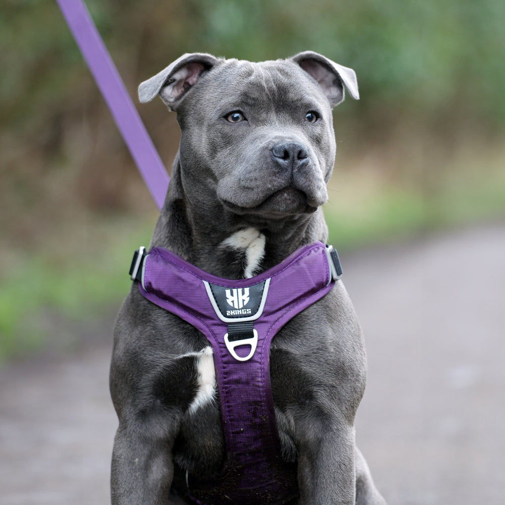 Dog wearing a purple comfort harness, designed for snug fit and ease of movement, highlighting the harness's comfortable design