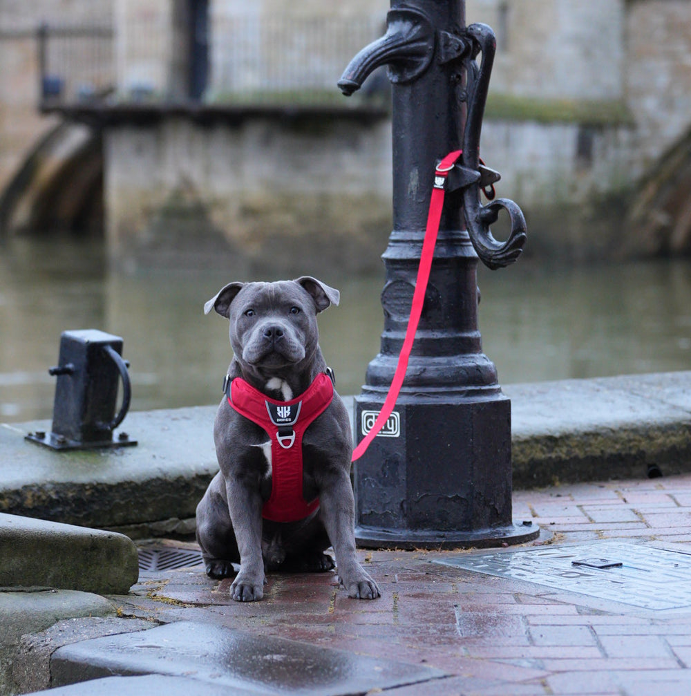 Dog wearing a red comfort harness, showcasing adjustable fit and breathable design for enhanced comfort and safety.