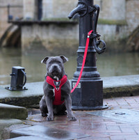 Dog wearing a red comfort harness, showcasing adjustable fit and breathable design for enhanced comfort and safety.